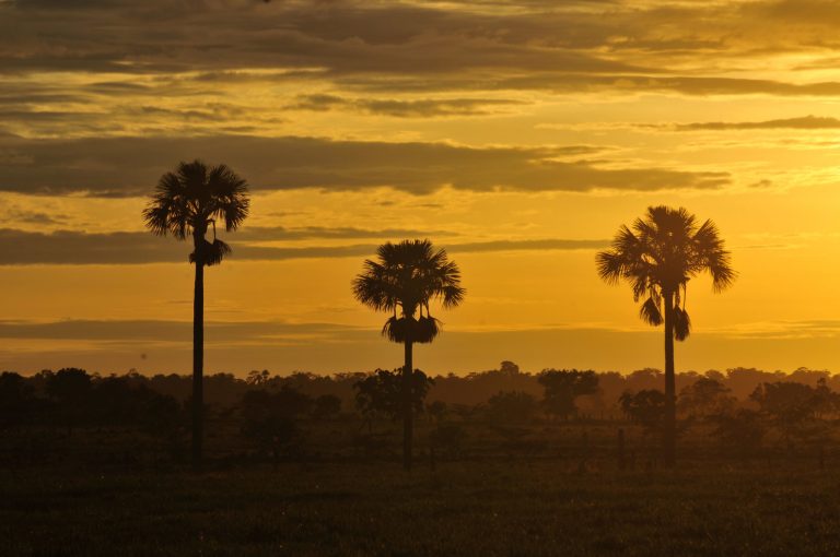 Dawn in Colombia's eastern plains, or Llanos.