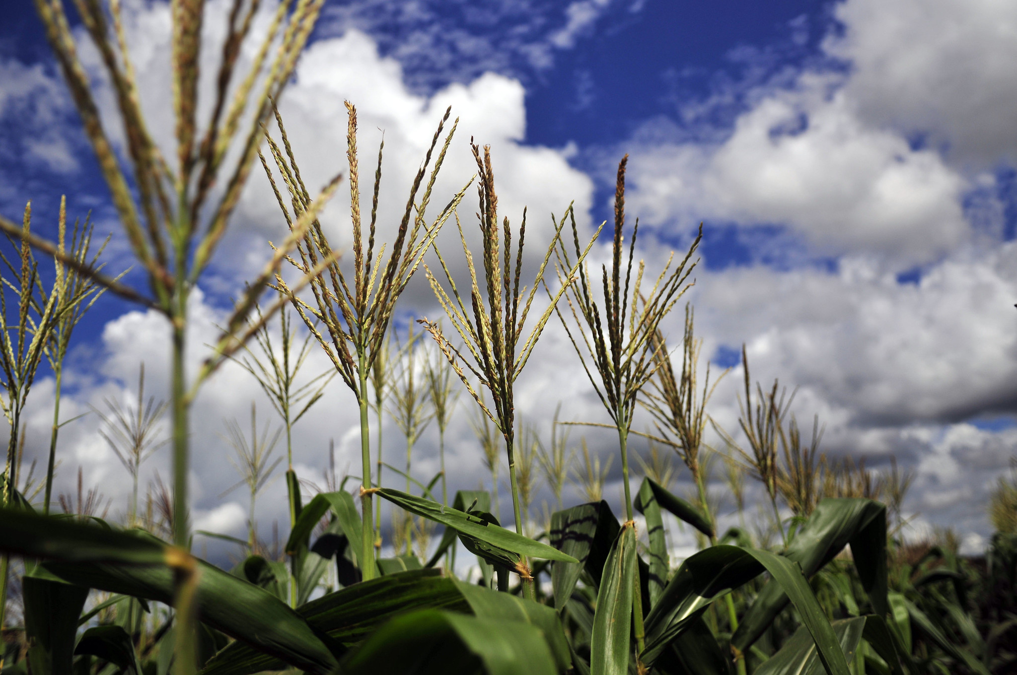 Maize near Villavicencio, on the border of Colombia's eastern plains, or Llanos.